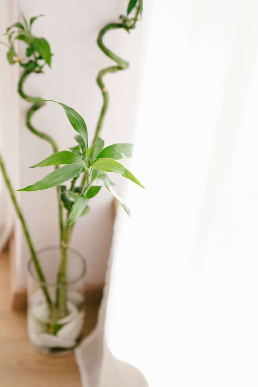 plumeria-yoga-agios-dimitrios-xoros-5